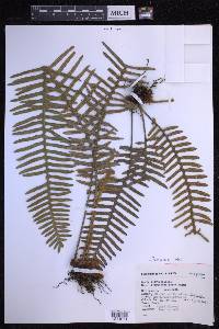 Polypodium rosei image