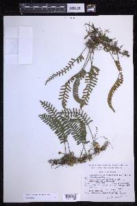 Pleopeltis acicularis image