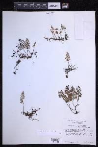 Pleopeltis acicularis image