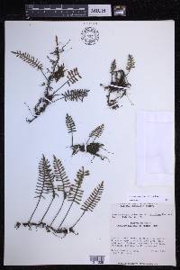 Pleopeltis acicularis image