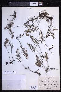 Pleopeltis polypodioides image