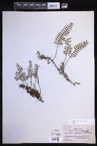 Pleopeltis acicularis image