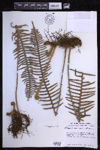 Polypodium rosei image