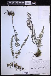 Polypodium furfuraceum image