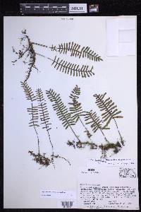 Pleopeltis acicularis image