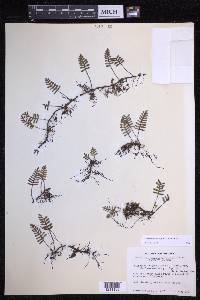 Pleopeltis acicularis image