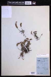 Pleopeltis acicularis image