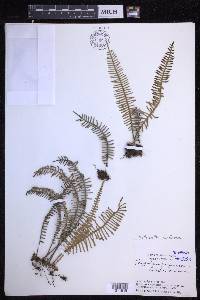 Polypodium furfuraceum image