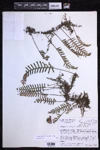 Pleopeltis polypodioides image