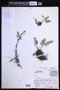Pleopeltis acicularis image