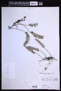 Pleopeltis acicularis image