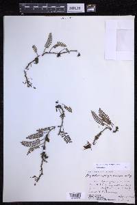 Pleopeltis acicularis image