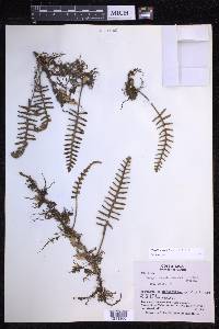 Pleopeltis acicularis image
