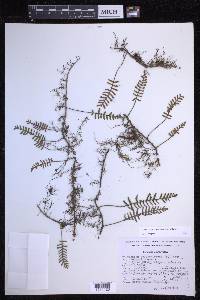 Pleopeltis acicularis image
