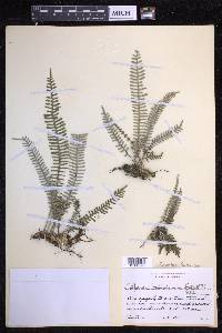 Polypodium furfuraceum image