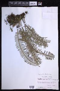 Polypodium furfuraceum image