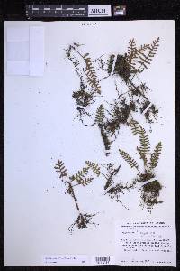Pleopeltis acicularis image