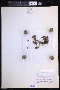 Pleopeltis acicularis image