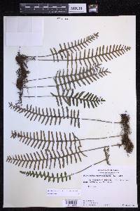 Pleopeltis polypodioides image