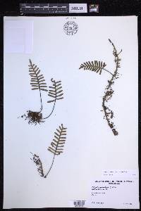 Pleopeltis acicularis image