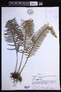 Polypodium rosei image