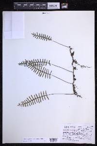 Pleopeltis polypodioides image