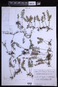 Pleopeltis acicularis image