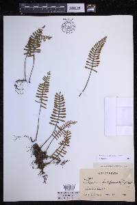 Pleopeltis acicularis image