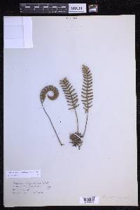 Pleopeltis polypodioides image