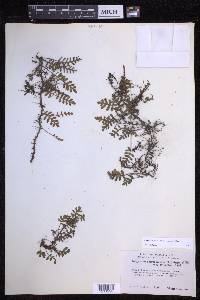 Pleopeltis acicularis image