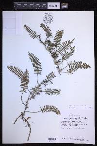 Pleopeltis acicularis image