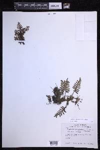 Pleopeltis acicularis image