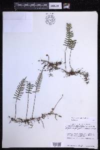 Pleopeltis acicularis image