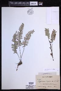 Pleopeltis acicularis image