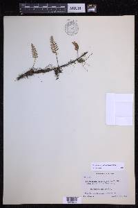 Pleopeltis acicularis image