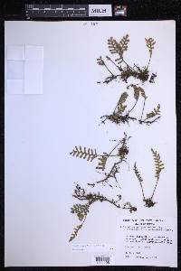 Pleopeltis acicularis image