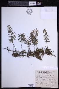Pleopeltis acicularis image
