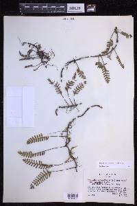 Pleopeltis acicularis image