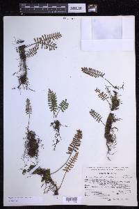 Pleopeltis acicularis image