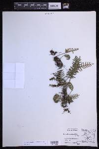 Pleopeltis polypodioides image