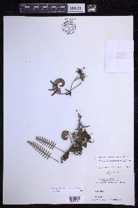 Pleopeltis polypodioides image