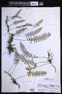 Pleopeltis acicularis image