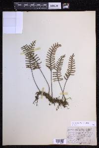 Pleopeltis acicularis image