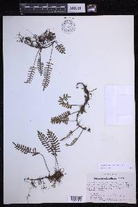 Pleopeltis acicularis image