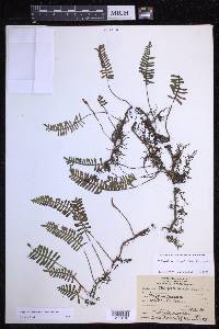 Pleopeltis acicularis image