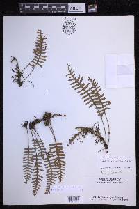 Pleopeltis polypodioides image