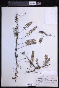 Pleopeltis acicularis image
