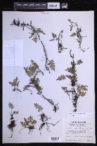 Pleopeltis acicularis image