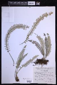 Polypodium furfuraceum image