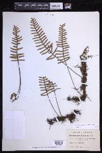 Pleopeltis polypodioides image